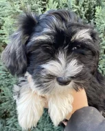 Havanský psík s PP