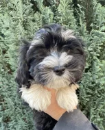 Havanský psík s PP