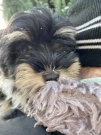 Havanský psík s PP