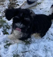 Havanský psík s PP