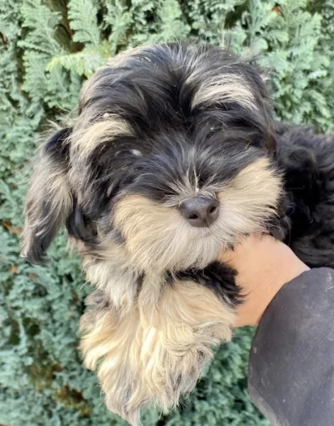 Havanský psík s PP