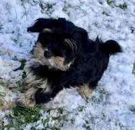 Havanský psík s PP