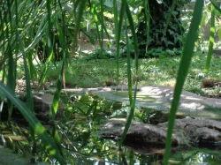 astrild rákosní, astrild bělolící, amadina gouldová ( Kyjov, okres Hodonín )
