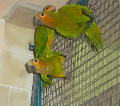 ARATINGA HNĚDOHRDLÝ ssp. surinama