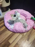 Čistokrevná britská koťátka