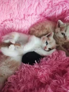 Čistokrevná britská koťátka