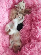 Čistokrevná britská koťátka