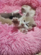 Čistokrevná britská koťátka