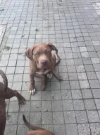 Bully XL