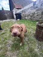 Bully XL