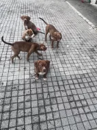 Bully XL