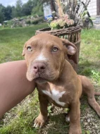 Bully XL