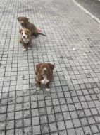 Bully XL