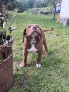 Bully XL