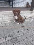 Bully XL