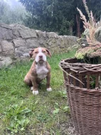 Bully XL