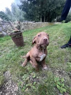 Bully XL