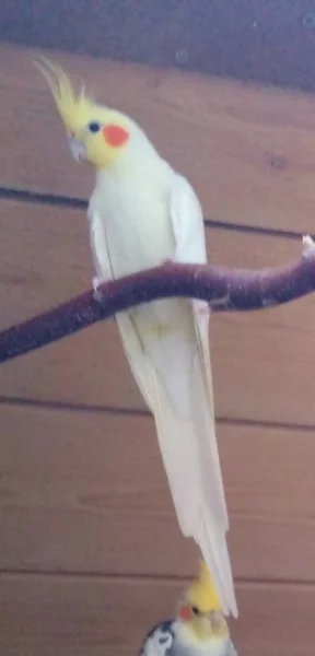 Korelace chocholatý lutino