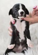 Whippet/Vipet s PP