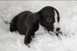 Whippet/Vipet s PP