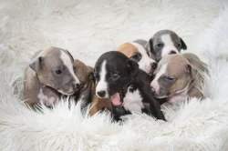 Whippet/Vipet s PP