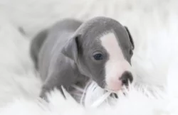 Whippet/Vipet s PP
