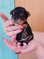 Štěňátka jorkšíra Návsí u Jablunkova