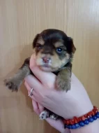 Štěňátka jorkšíra Návsí u Jablunkova