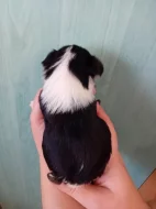 Štěňátka jorkšíra Návsí u Jablunkova