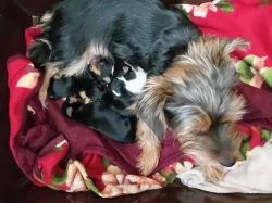 Štěňátka jorkšíra Návsí u Jablunkova