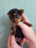 Štěňátka jorkšíra Návsí u Jablunkova