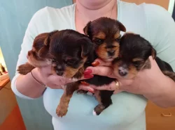 Štěňátka jorkšíra Návsí u Jablunkova