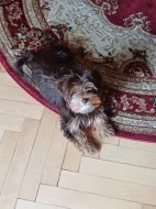 Štěňátka jorkšíra Návsí u Jablunkova