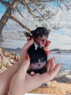 Štěňátka jorkšíra Návsí u Jablunkova