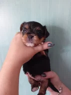 Štěňátka jorkšíra Návsí u Jablunkova