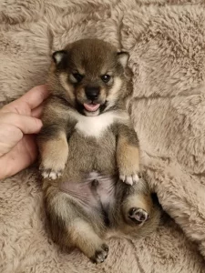 Shiba inu