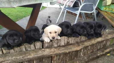Labrador štěňata