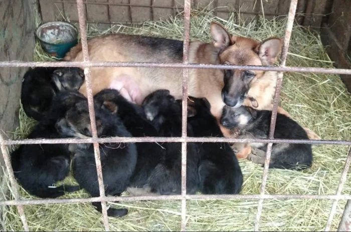 Prodám štěňata německého ovčáka