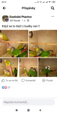 Pyrura zelenolící