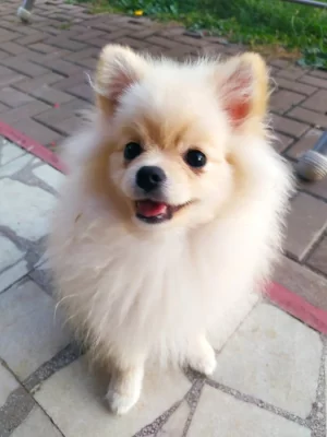 Pomeranian s PP    FCI