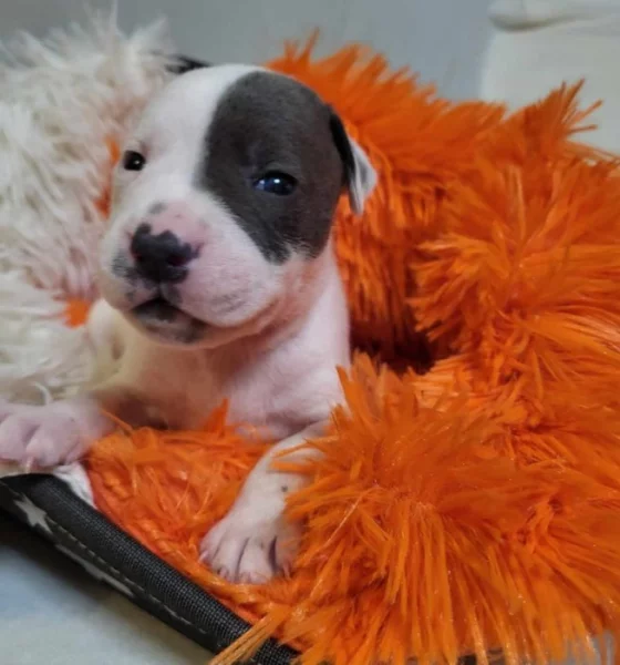 Štěně Stafordšírského bulteriéra s PP