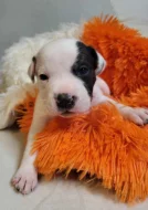 Štěně Stafordšírského bulteriéra s PP