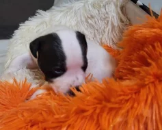 Štěně Stafordšírského bulteriéra s PP