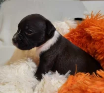 Štěně Stafordšírského bulteriéra s PP