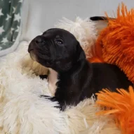 Štěně Stafordšírského bulteriéra s PP