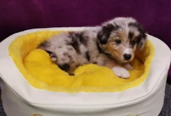 Australští ovčáci s pp