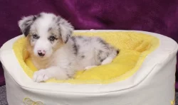 Australští ovčáci s pp