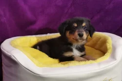 Australští ovčáci s pp