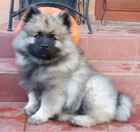 Německý špic vlčí / keeshond prodám štěňata s PP