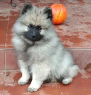 Německý špic vlčí / keeshond prodám štěňata s PP
